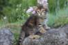 qadir6weeks10_small.jpg
