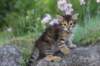 qadir6weeks11_small.jpg
