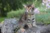 qadir6weeks13_small.jpg