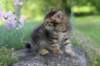 qadir6weeks1_small.jpg