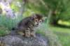 qadir6weeks21_small.jpg