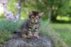 qadir6weeks25_small.jpg