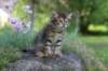 qadir6weeks26_small.jpg