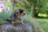 qadir6weeks27_small.jpg