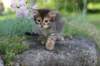 qadir6weeks28_small.jpg
