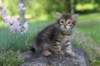 qadir6weeks2_small.jpg