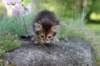 qadir6weeks30_small.jpg