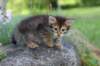 qadir6weeks32_small.jpg