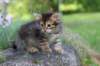 qadir6weeks33_small.jpg