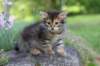 qadir6weeks34_small.jpg