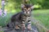 qadir6weeks35_small.jpg