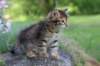 qadir6weeks36_small.jpg
