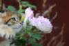 qeshaun6weeks27_small.jpg