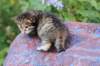 img_1239_small.jpg
