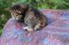 img_1240_small.jpg