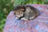 img_1241_small.jpg