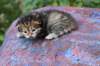 img_1242_small.jpg