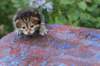img_1244_small.jpg