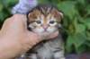 img_1247_small.jpg