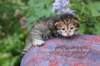 qeshaunimg_1226_small.jpg