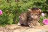 qeshaun4weeksqeshaunboy4weeks1369_small.jpg