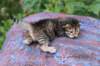 quadirimg_1278_small.jpg