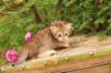 queridagirl4weeks13610_small.jpg