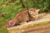 queridagirl4weeks13611_small.jpg
