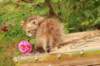 queridagirl4weeks13613_small.jpg