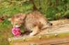 queridagirl4weeks13614_small.jpg