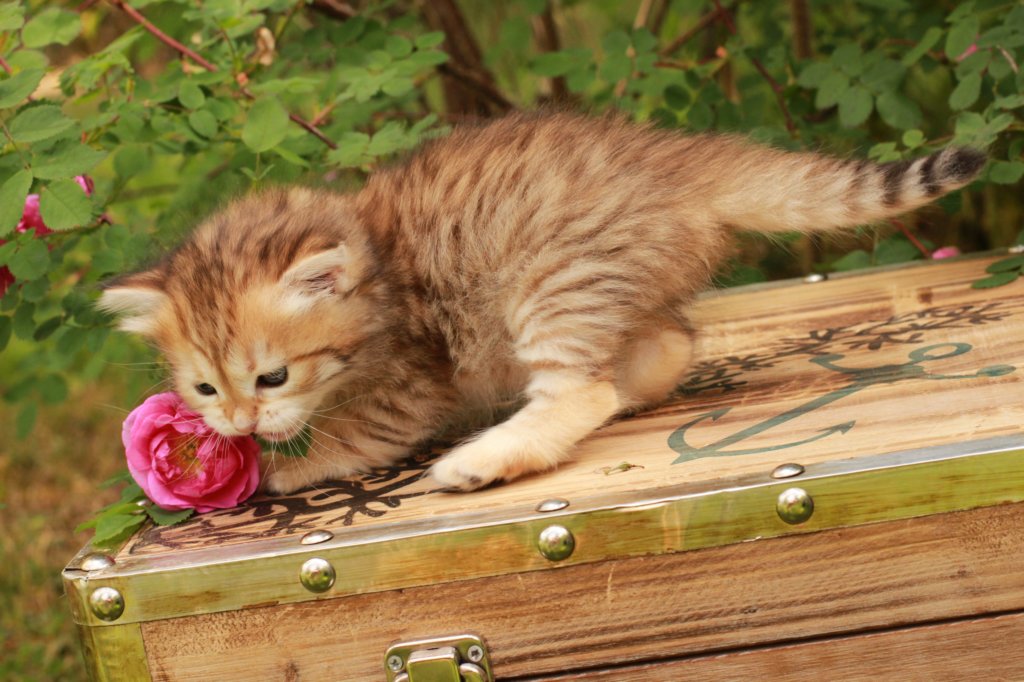 queridagirl4weeks13615.jpg