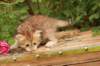 queridagirl4weeks13616_small.jpg