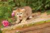 queridagirl4weeks13618_small.jpg