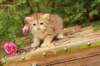 queridagirl4weeks13619_small.jpg