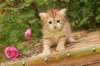 queridagirl4weeks13623_small.jpg