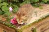queridagirl4weeks1364_small.jpg
