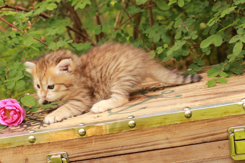 queridagirl4weeks1366.jpg