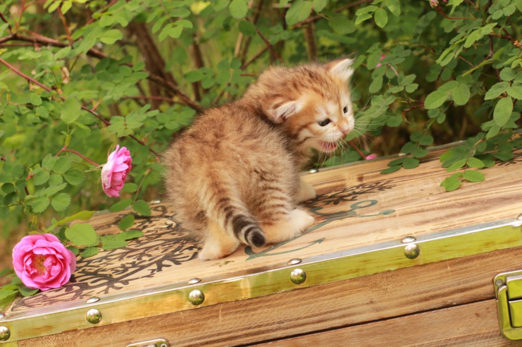 queridagirl4weeks1368.jpg