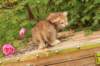 queridagirl4weeks1368_small.jpg