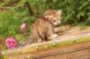 queridagirl4weeks1369_small.jpg