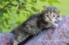 quinnimg_1318_small.jpg