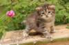quinnboy4weeks13_small.jpg