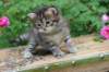 quinnboy4weeks15_small.jpg