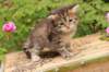 quinnboy4weeks16_small.jpg