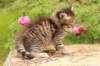 quinnboy4weeks18_small.jpg