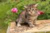 quinnboy4weeks21_small.jpg