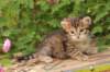 qumranboy4weeks10_small.jpg