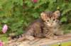qumranboy4weeks11_small.jpg