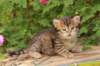 qumranboy4weeks13_small.jpg