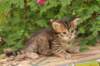 qumranboy4weeks14_small.jpg